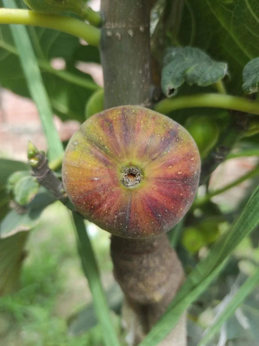 Rare Fig Cutting - Martinenca Rimada - 1 Fresh Cutting - Limited Availability - Ficus carica