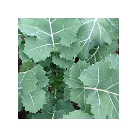 Premier Kale Seeds - 2,000 Count, Early Hanover Non-GMO Heirloom, Brassica oleracea var. sabellica
