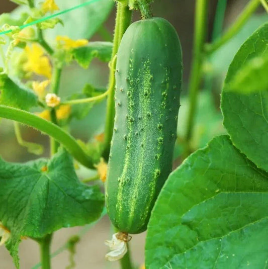 Cucumber Plants Live - 3 Plants in 1 Pot, 3-5" Tall - Cucumis sativus