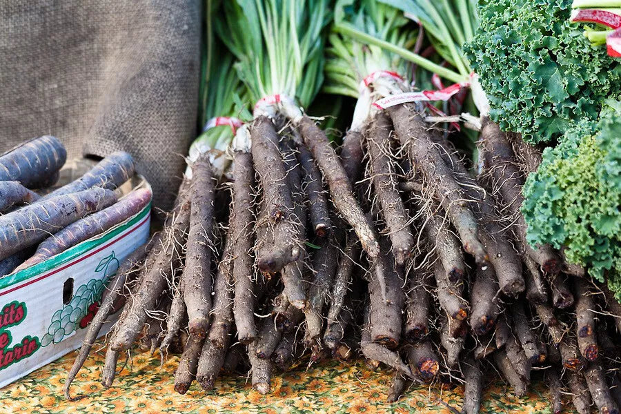 Black Salsify Seeds, NON-GMO, Black Oyster Plant, Scorzonera, Goat's Beard, Heirloom Variety, Free Shipping