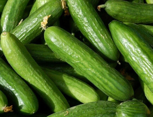 Muncher Cucumber Seeds - 30+ Seeds - Garden Culinary Pickling - Cucumis sativus