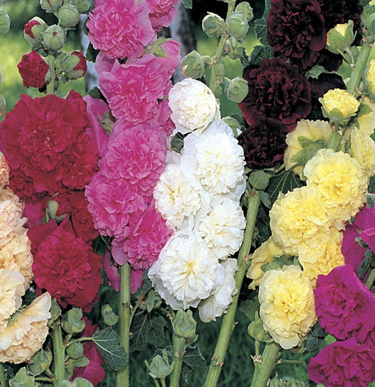 Hollyhock Seeds - 25+ Summer Carnival Mix - Non-GMO - Alcea rosea - Flower Garden Seeds