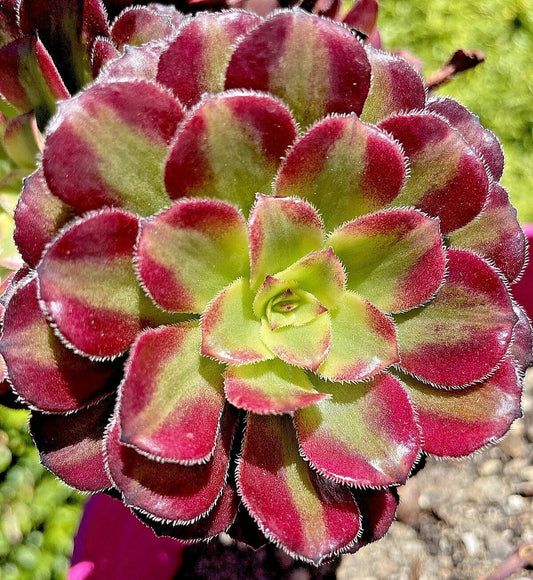Rare Aeonium Mardi Gras Succulent Cutting 3-4 Inches Variegated Unrooted Plant