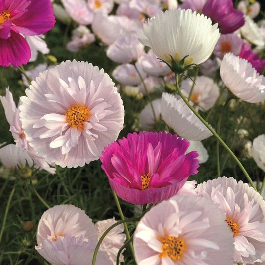 Cosmos Seeds Mix for Garden - 200+ Cupcakes and Saucers - Free Shipping - Flower Seeds for Planting