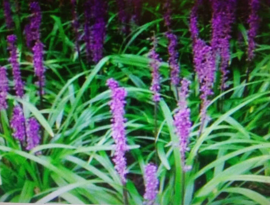 Liriope Plant Bare Root Starter 4"-6" Monkey Grass Lilyturf (Liriope muscari) Live Ground Cover