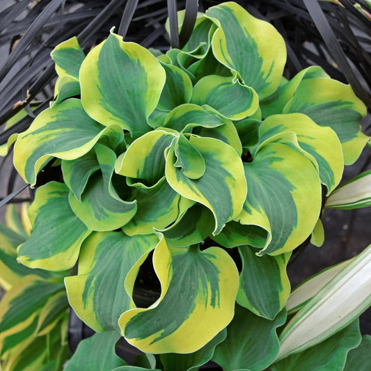 Hosta Plant 5.25" Pot School Mouse Miniature Well-Rooted Perennial Shade (Hosta 'School Mouse')