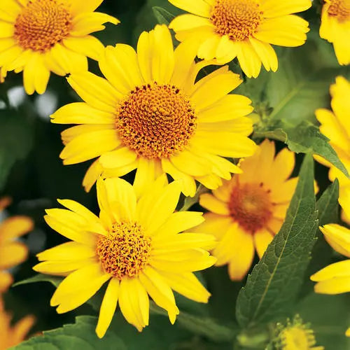 Heliopsis Seeds - 55 Perennial False Sunflower Seeds - GroCo USA - Easy-to-Grow Garden Plant