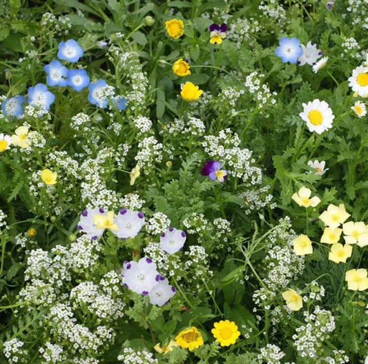 Landscaper's Pack Alternative Lawn Mix, 6 Grams, 13 Non-GMO Species, 5000+ Seeds for Lush Green Lawns
