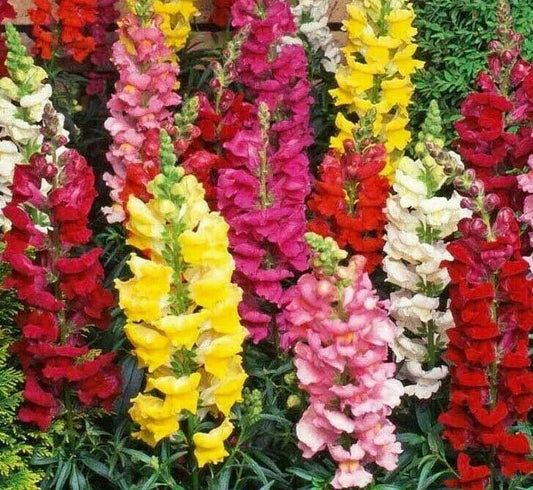 Snapdragon Flower Seeds - 5000+ Tall Mixed Colors - Antirrhinum majus - Garden Planting
