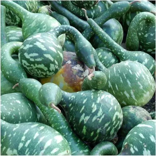 Speckled Swan Gourd Seeds 5 Ct Bottle - Non-GMO, USA Seller, Free Shipping - Lagenaria siceraria