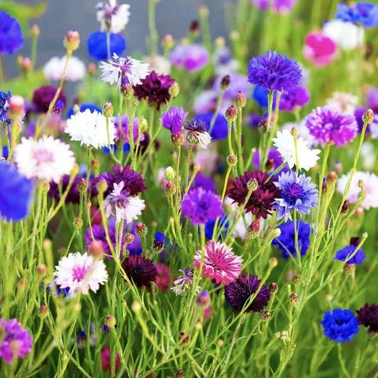 Cornflower Seeds 250+ Count Tall Mix | Bachelor Button Flowers | Centaurea cyanus | USA Seller
