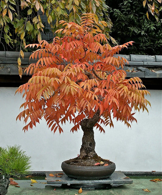 Dwarf Flameleaf Sumac Seeds - Vibrant Ornamental Plant - Rhus copallinum - 30+ Seeds, Free Shipping