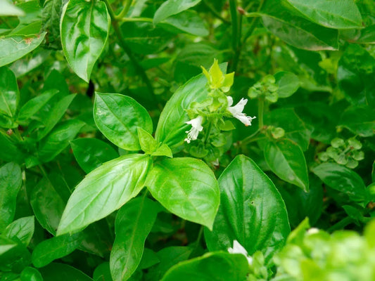 Clove Scented Basil Seeds, NON-GMO, Tree Basil, Himalayan Basil - Ocimum basilicum