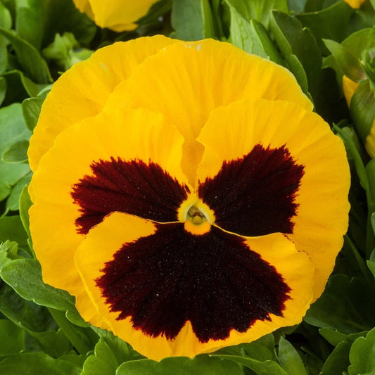 Pansy Seeds 50 Count Majestic Giant Yellow Blotch Viola tricolor