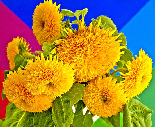60 Sunflower Seeds - Teddy Bear Yellow Flower - Helianthus annuus Teddy Bear - Non-GMO, Easy to Grow Gardening Seeds