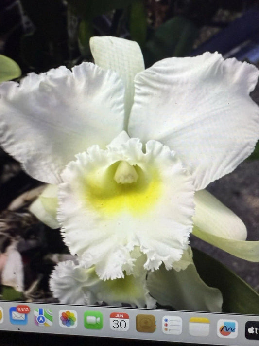 Orchid Plant - 4 Rooted Stem - Bc Pastoral Innocence - Bare Root - Beautiful Flowering Houseplant
