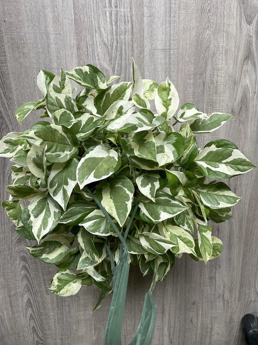 Pothos Cuttings - 3 Pearls and Jade - Variegated Devil’s Ivy Indoor House Plant - Epipremnum aureum