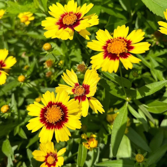 Coreopsis Seeds - 100 Count - Plains Coreopsis - Easy-Grow Wildflowers for Vibrant Summer Color - Coreopsis tinctoria