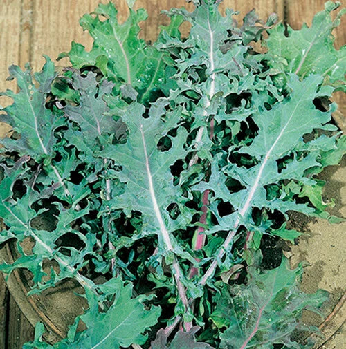 Red Russian Kale Seeds - 200+ Count - Brassica oleracea - Beautiful Tender Leaves - USA Grown