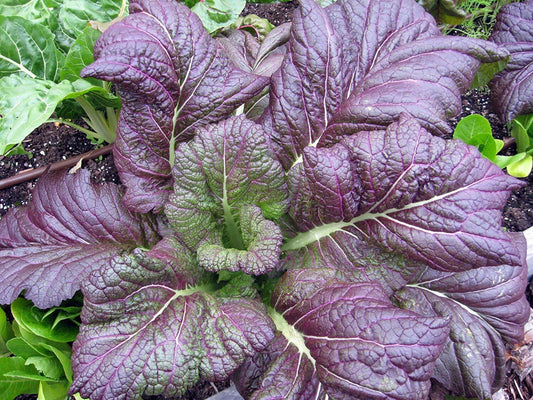 Red Giant Mustard Seeds, NON-GMO, Brassica juncea, Garden Growing, Heirloom Variety, 100g Pack