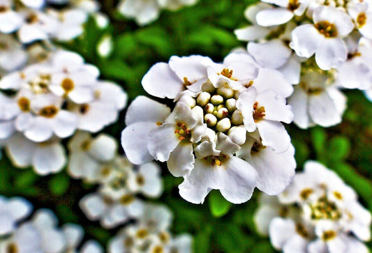 Empress White Candytuft Seeds - 250+ Medicinal Rocket Flower Seeds (Iberis Amara) for Garden and Herbal Use