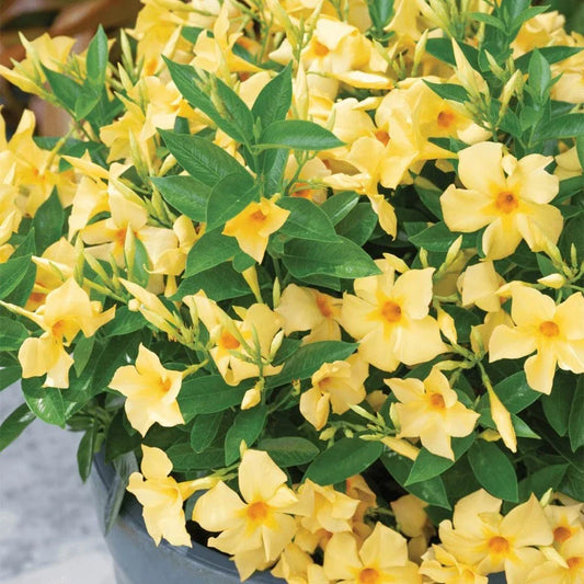 Yellow Dipladenia Starter Plant 4” | Tropical Flowering Vine | Mandevilla Sanderi | Ships Without Pot