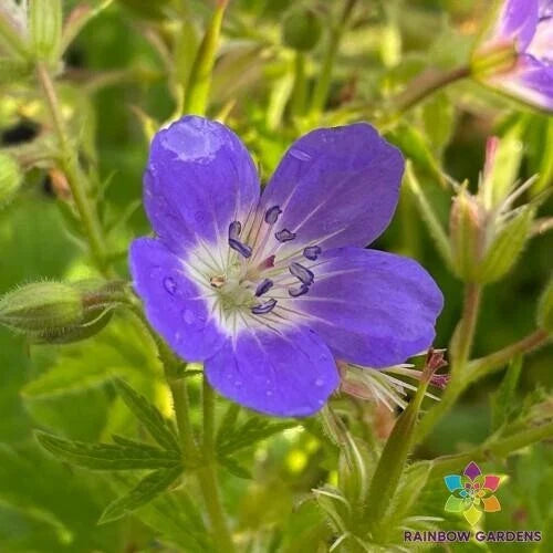 25+ Amy Doncaster Geranium Seeds - Flowering Garden Seeds - Pelargonium x hortorum - USA Grown, Free Shipping