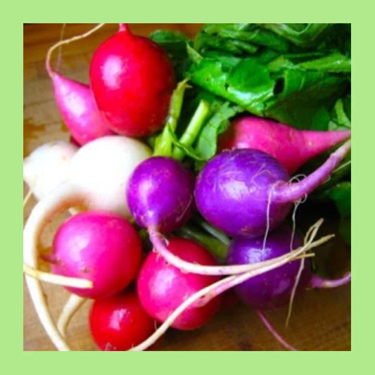Easter Egg Blend Radish Seeds - Colorful Radish Mix, 180 Seeds - GroCo, USA