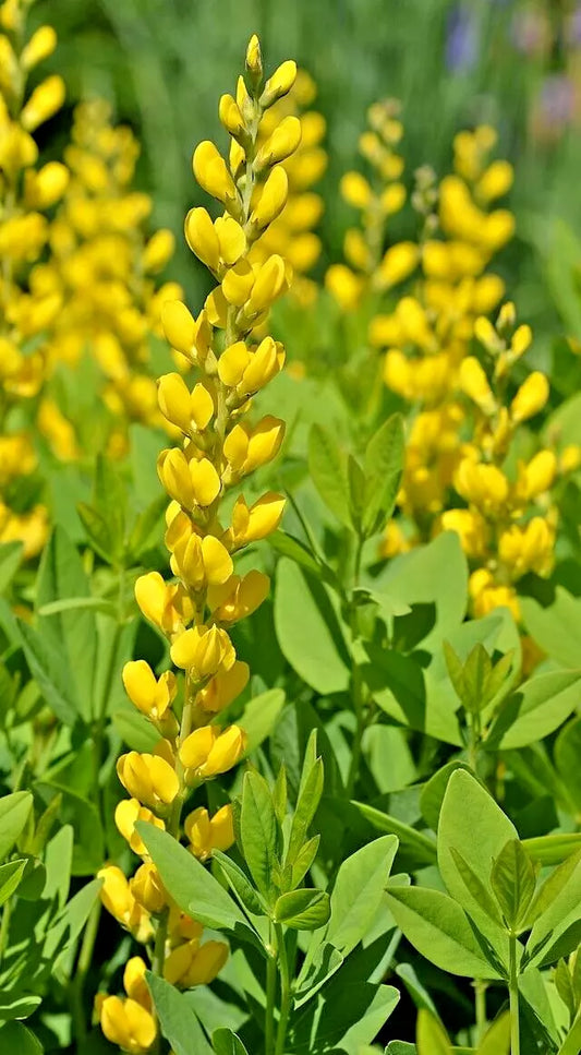 Yellow Indigo Seeds - 50 Count - Baptisia sphaerocarpa - Easy to Grow False Indigo Plant Seeds