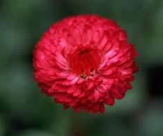 Tall Red Cornflower Seeds - 100 Fresh Seeds - Centaurea Cyanus - Free USA Shipping