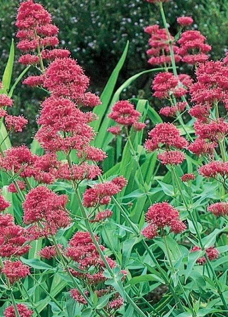 Valerian Seed 100 Seeds Centranthus Ruber “Pink Betty” Perennial Flower Seeds for Garden 2025
