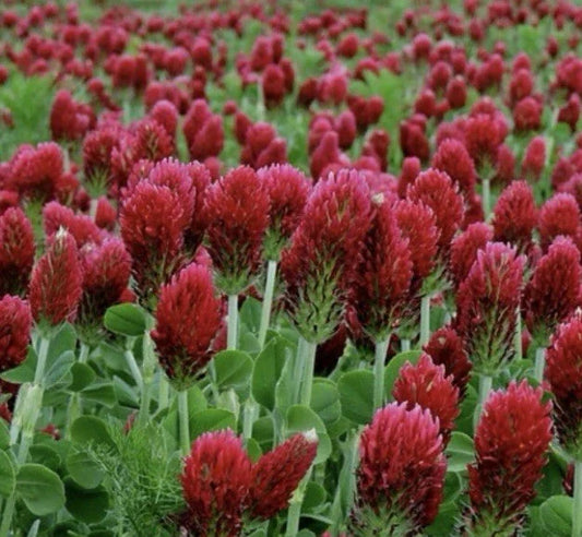 Crimson Clover Seeds 300 Count Non-GMO Inoculated Trifolium incarnatum