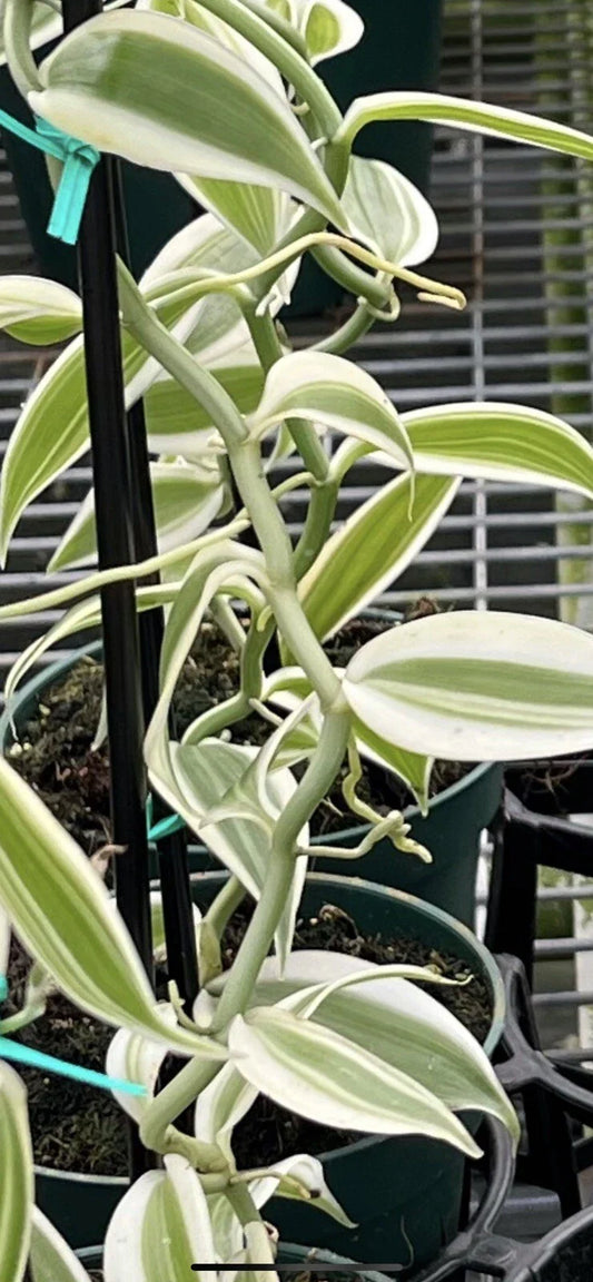 One Foot Cutting White Variegated Vanilla Planifolia Orchid Variegata Plant