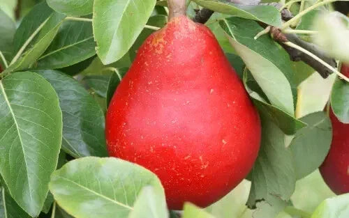Red Clapp's Favorite Pear Seeds - 25+ Seeds for Garden Planting - Pyrus communis - USA