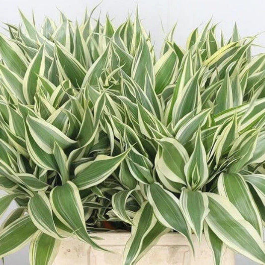 Variegated Dracaena Terrarium Plant - Sanderiana - Indoor House Plant - Live Greenery for Home Decor