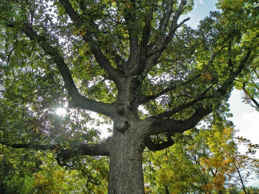 Bur Oak Tree (1) 9-12" Tall in Container with Free Orange Tree - Quercus macrocarpa