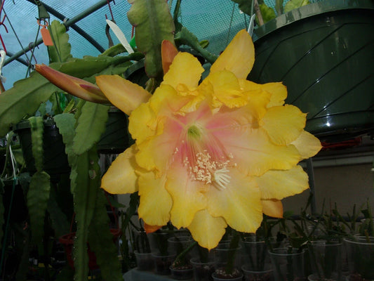Epiphyllum Orchid Cactus Cutting - Clarity's Abraxas - Tropical Houseplant - Easy Care Succulent - Epiphyllum spp.