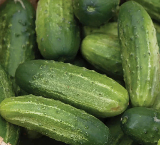 Wisconsin Cucumber Seeds 50+ SMR 58 Pickling Vegetable Garden, Cucumis sativus, Non-GMO, Heirloom