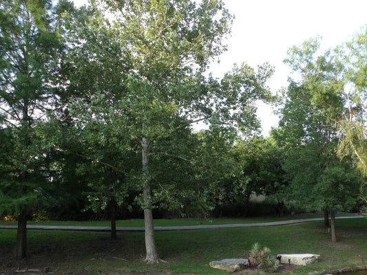 American Sycamore Tree - Buttonwood Variety - Platanus occidentalis - P Glabrata Button Ball