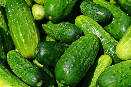 Spacemaster Cucumber Seeds, NON-GMO, Compact Variety, Cucumis sativus, Free Shipping