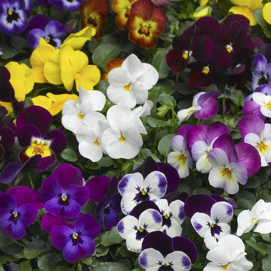 Viola Seeds - 50 Seeds Scented Viola Deltini Mix - Colorful Flowering Plants for Garden - Viola tricolor