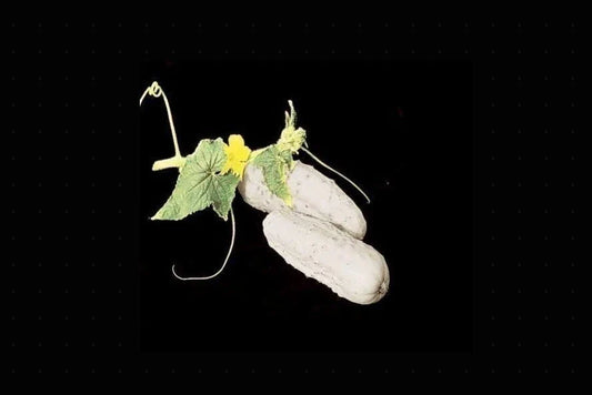 Heirloom White Wonder Cucumber Seeds - Rare Non-GMO, 25-200 Seeds, Unique Color, Cucumis sativus