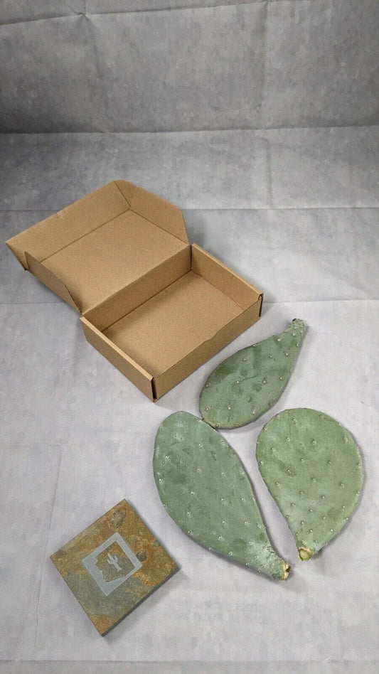 Spineless Prickly Pear Cactus Pads - 3 Pack, 5+ Inches Each, Opuntia, Arizona Grown