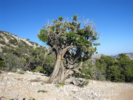 Utah Juniper Seeds - 10 Pack, Juniperus osteosperma, Drought-Tolerant Evergreen Plant for Xeriscaping and Landscaping