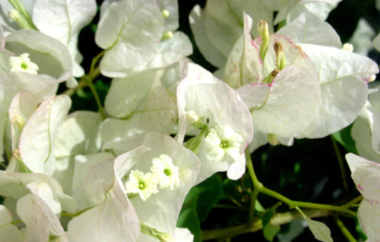 Bougainvillea Starter Plant | SEAFOAM Variety | Well Rooted | Live Plug Plant | USA Seller