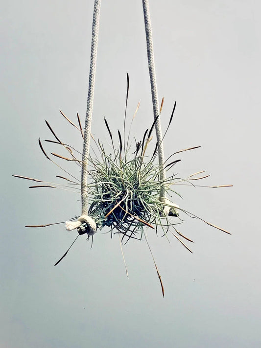 Air Plant Set of 4 - Tillandsia recurvata - Unique Indoor Decor - Easy Care Air Plants for Home or Office