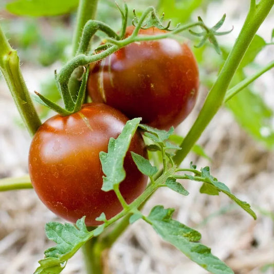 Black Prince Tomato Seeds, 30 Seeds, Non-GMO, Heirloom Variety, Lycopersicon esculentum