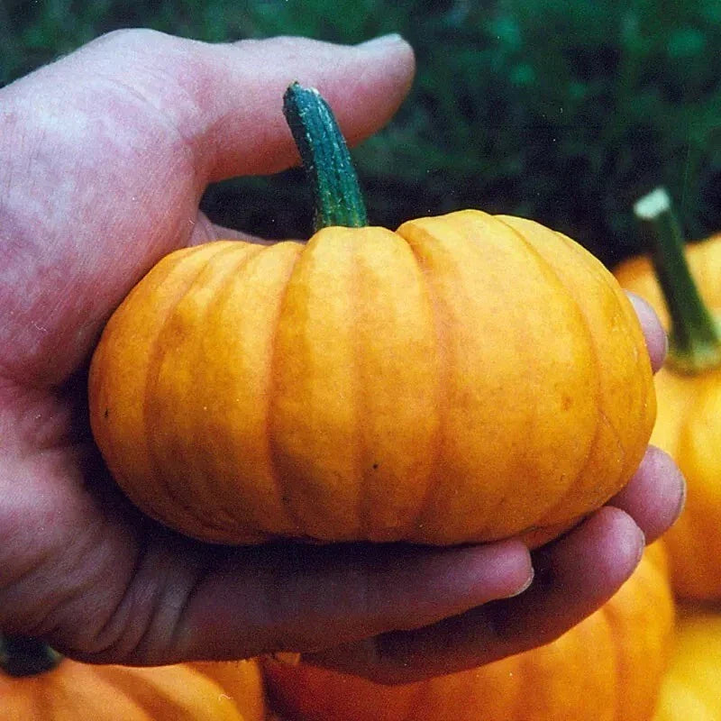 Jack Be Little Pumpkin Seeds - 30+ Heirloom Organic Non-GMO Seeds - Cucurbita pepo - Fresh Gardening Supply