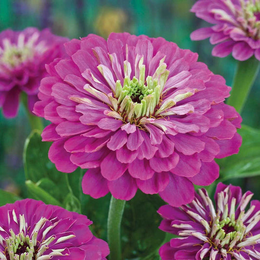 Zinnia Seeds - 140 Count - Purple Prince Variety - Zinnia elegans - GroCo USA - Buy Any 15, Free Shipping