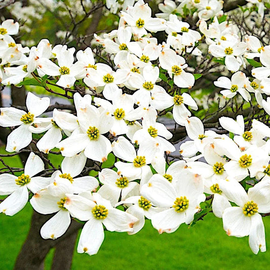 White Flowering Dogwood Tree Seeds - Cornus florida - Hardy Fall Color - Ideal for Gardens and Landscapes